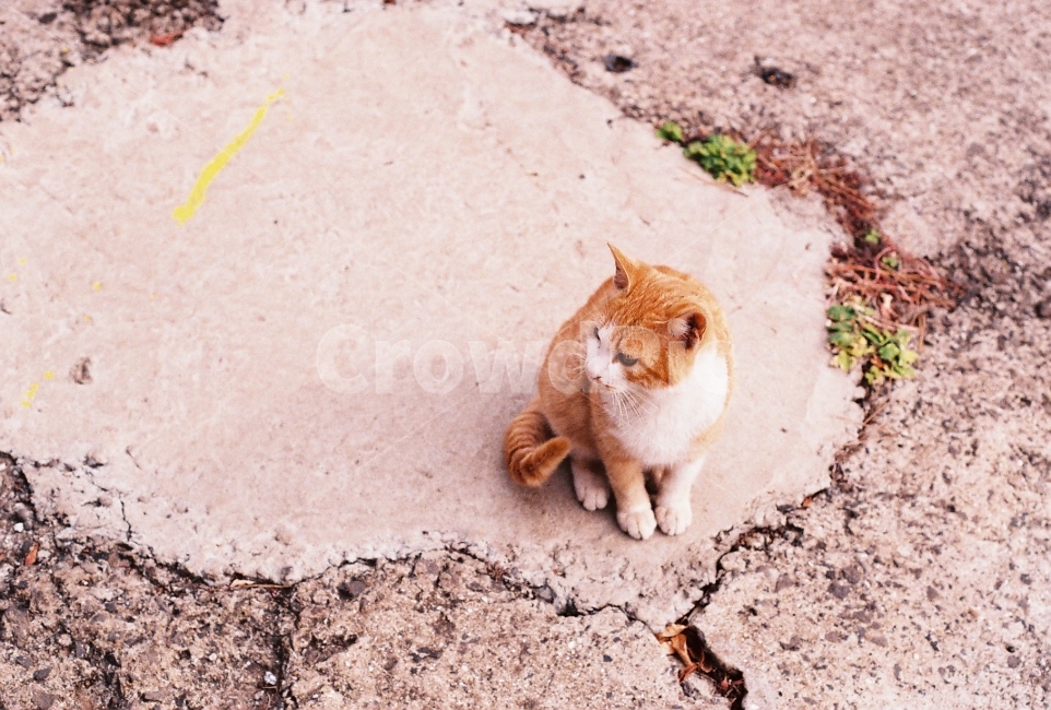고양이,cat,길고양이,필름사진,식빵굽는고양이,동물,animal,포유류,mammal,고양이,cat,kitten,kitty,감성,sensible,feeling