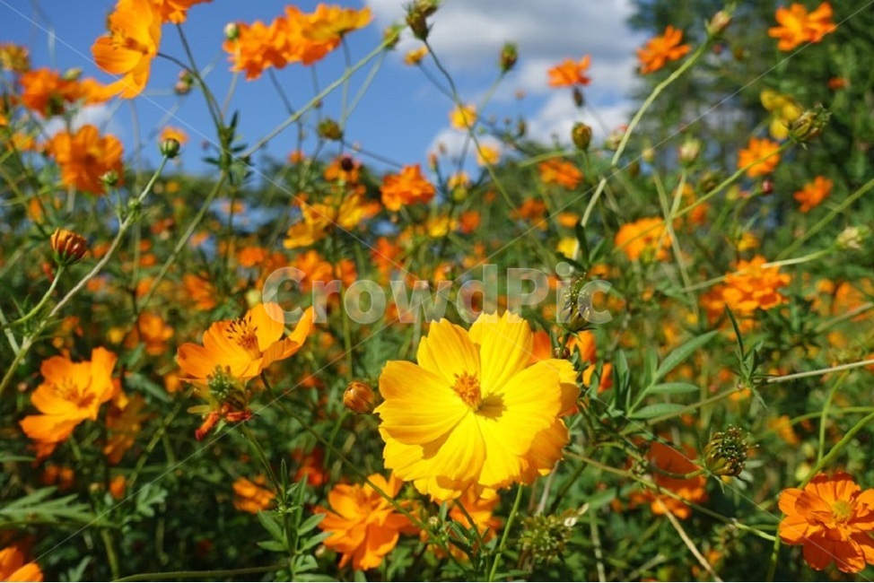 꽃,코스모스,자연,하늘,풍경,가을,계절,fall,autumn,season,식물,자연,plants,nature,꽃,flower,plant,field,들,grassland,목초지,outdoors,옥외
