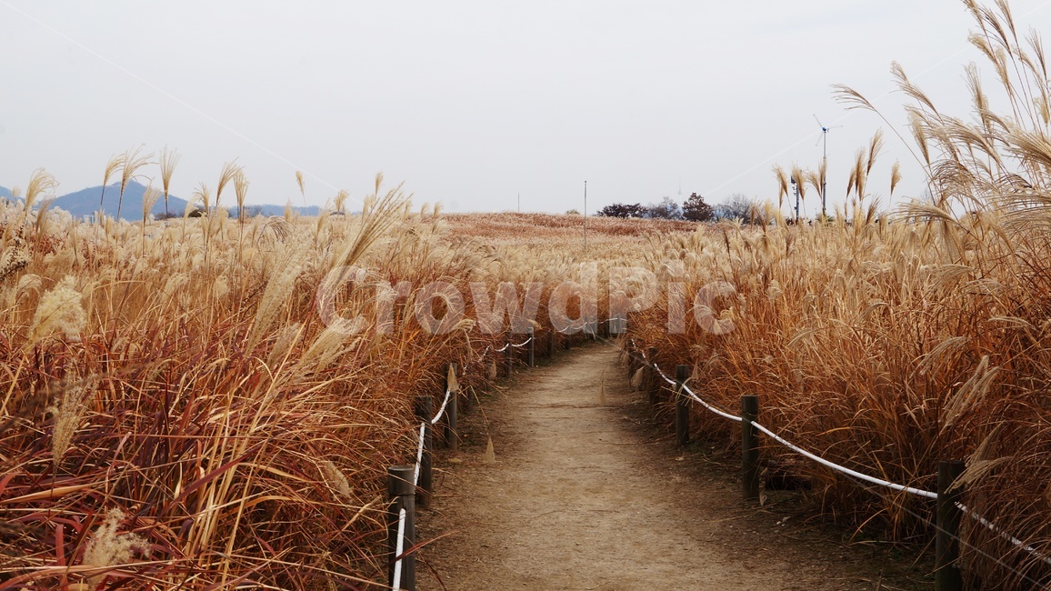가을,가을풍경,하늘공원,갈대,억세풀,가을,계절,fall,autumn,season,자연,풍경,nature,landscape,한국자연풍경,한국자연경관,korea nature landscape,plant,식물,grass,잔디