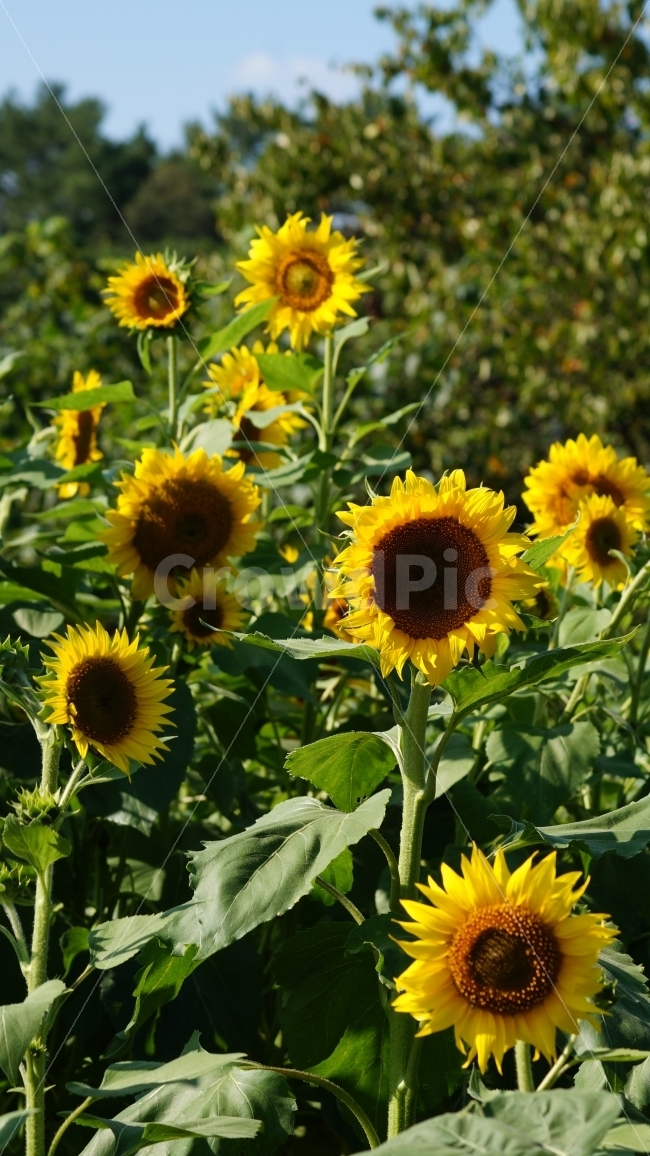 해바라기,해바라기축제,가을,꽃,식물,여름,계절,summer,season,식물,자연,plants,nature,꽃,flower,plant,blossom