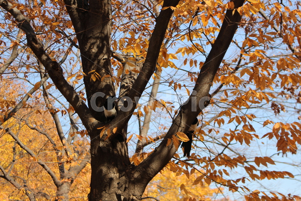 가을,까치,새,자연,동물,가을,계절,fall,autumn,season,tree,나무,tree trunk,나무 줄기,plant,식물