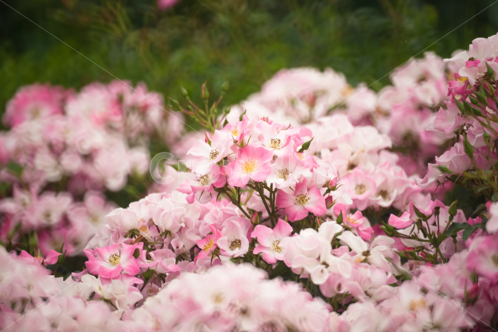 장미,꽃,flower,flowers,rose,꽃밭,자연,식물,nature,plant,plants,꽃잎,장미꽃,식물,자연,plants,nature,꽃,flower
