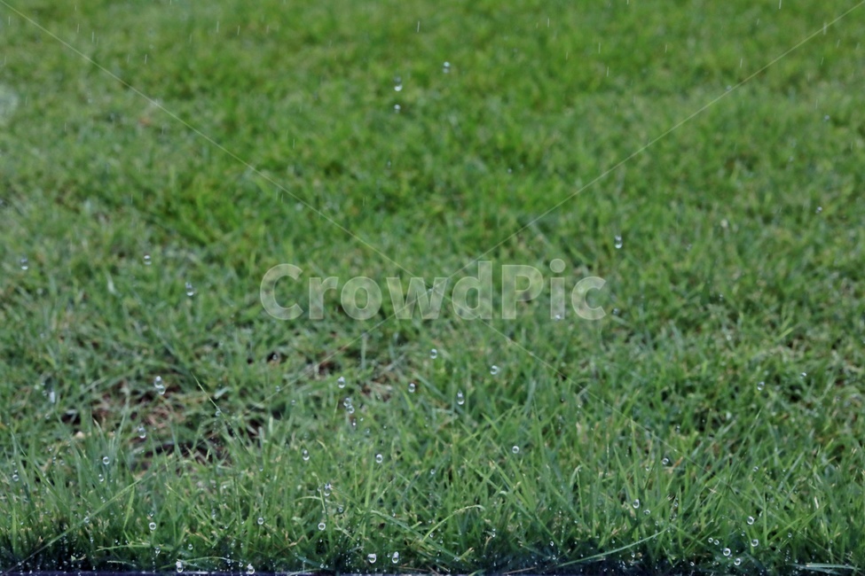 잔디,빗방울,green,raindrop,grass,rain,식물,자연,plants,nature