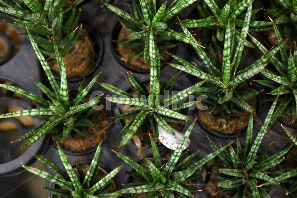 생명,자연,생물,환경,녹색,잎,잎사귀,나뭇잎,물방울,이슬,식물,plants,natrue,선인장,식물,자연,plants,nature,실내용화초,화분,화초,house plant