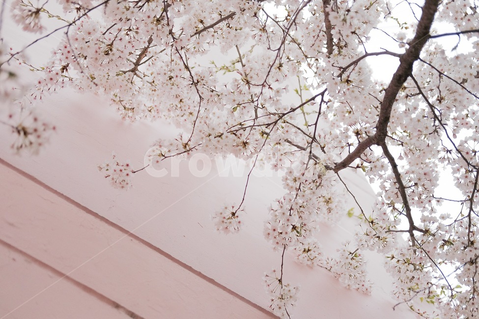 벚꽃,봄,꽃,정원,마당,봄,계절,spring,season,식물,자연,plants,nature,꽃,flower,감성,sensible,feeling,plant,blossom