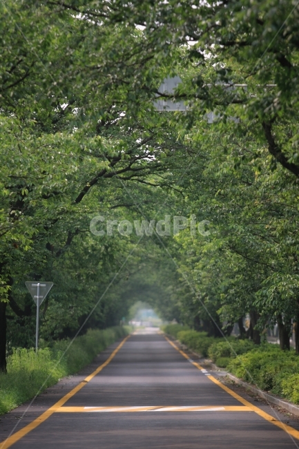 spring,cherry,cherry blossom road,road,sight,travel