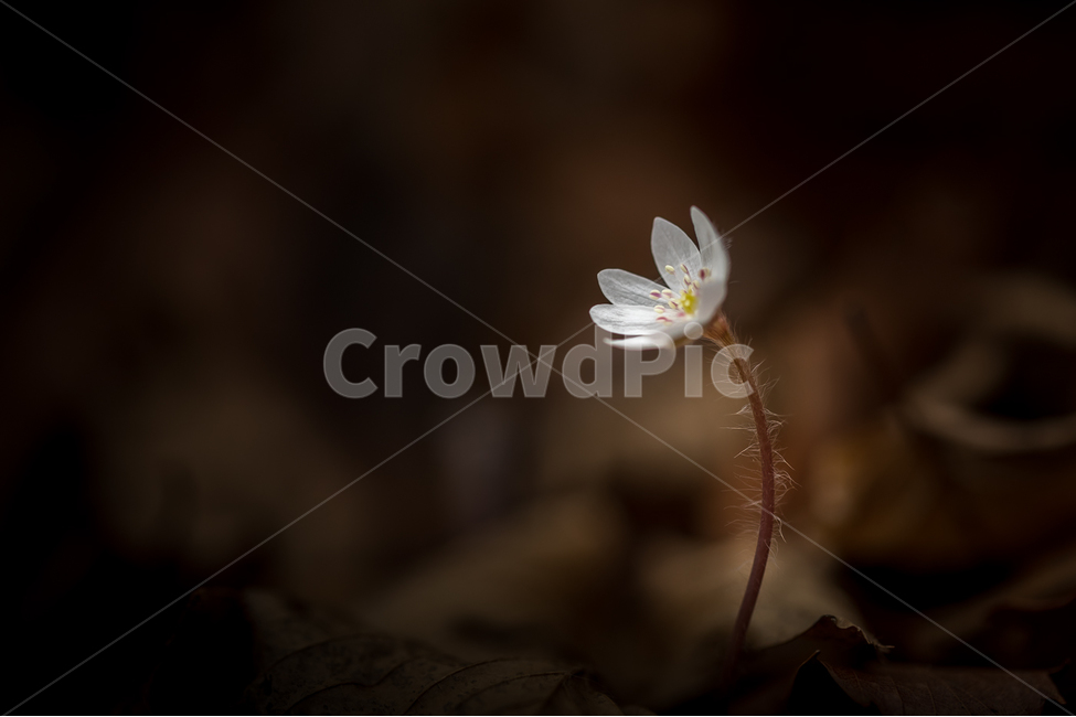 자연,꽃,야생화,노루귀,봄,접사,마크로,nature,wildflower,macro,spring,식물,자연,plants,nature,꽃,flower