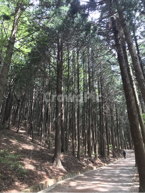 plant,식물,tree,나무,treetrunk,나무줄기,등산,산행,산책로,부산,busan,백양산,편백나무,hinoki
