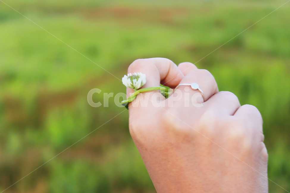 풍경,감성사진,감성,꽃반지,꽃,손,봄,여름,가을,꽃,flower,사람,인물,인간,human,person,신체일부,몸,body