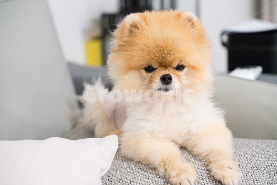 강아지,포메라니안,슬픈강아지,퍼피,아기사자,동물,animal,포유류,mammal,개,강아지,dog,doggy