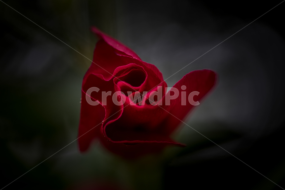 자연,꽃,접시꽃,접사,마크로,꽃가루,꽃수술,꽃잎,nature,flower,macro,식물,자연,plants,nature,꽃,flower