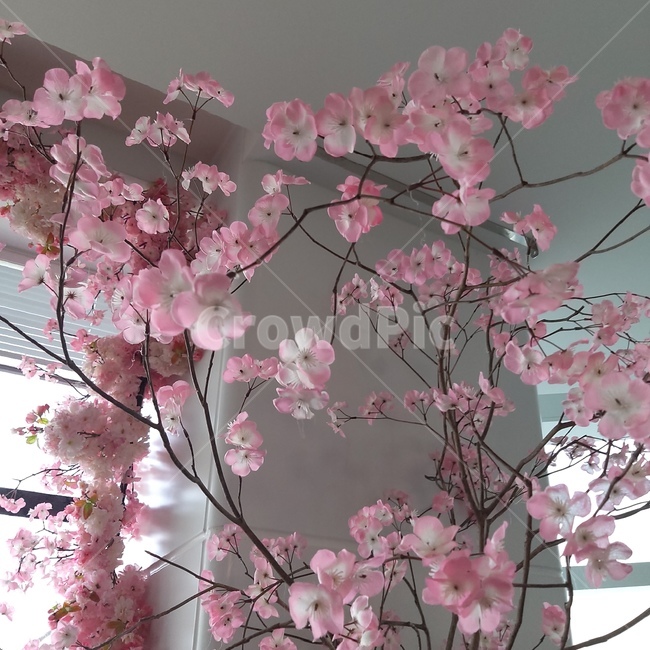 plant,식물,flower,꽃,blossom