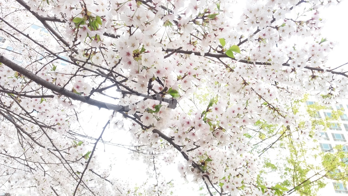 벚꽃,봄,꽃,분홍,white,pink,cherryblossom,flower