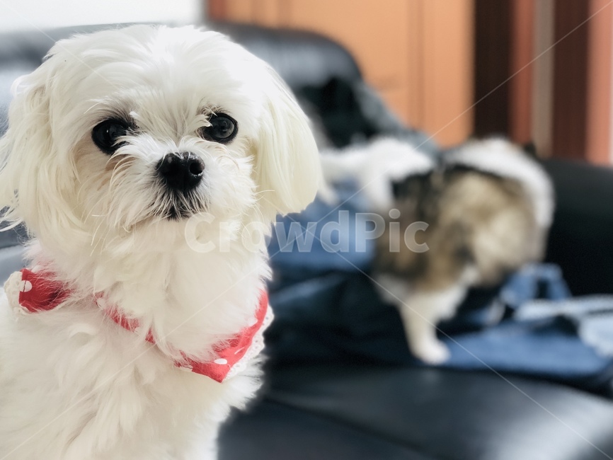 강아지,말티즈,애견,개,흰개,마르티즈,동물,animal,포유류,mammal,개,강아지,dog,doggy