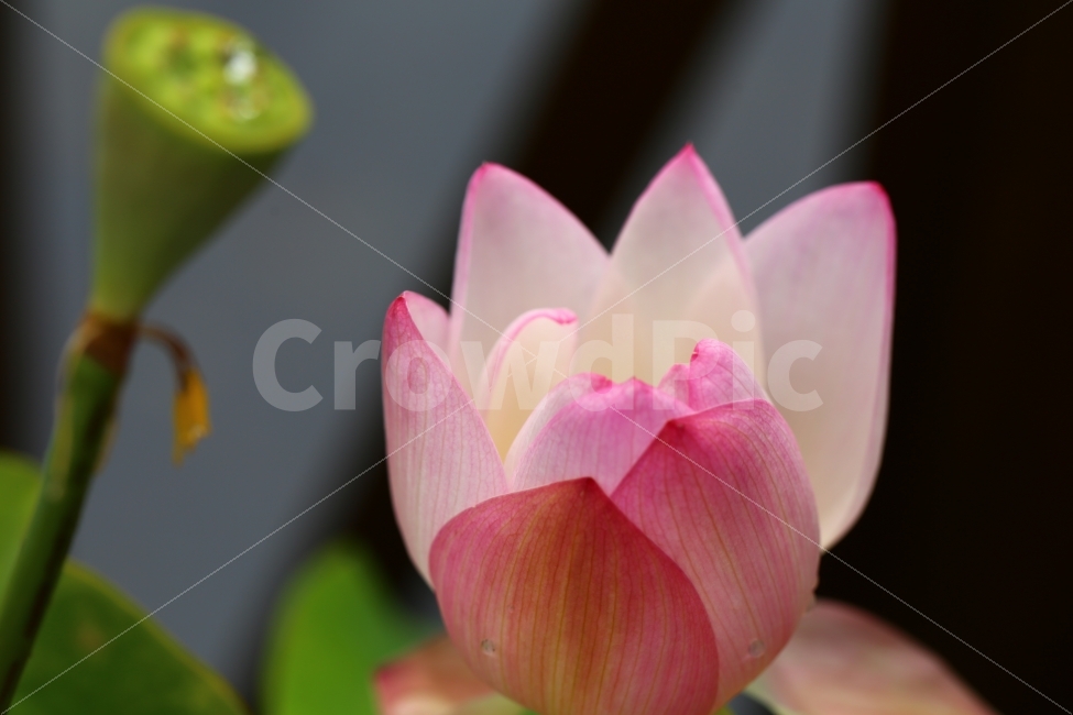 식물,연꽃,plant,flower,연밥,꽃봉오리,식물,자연,plants,nature,꽃,flower