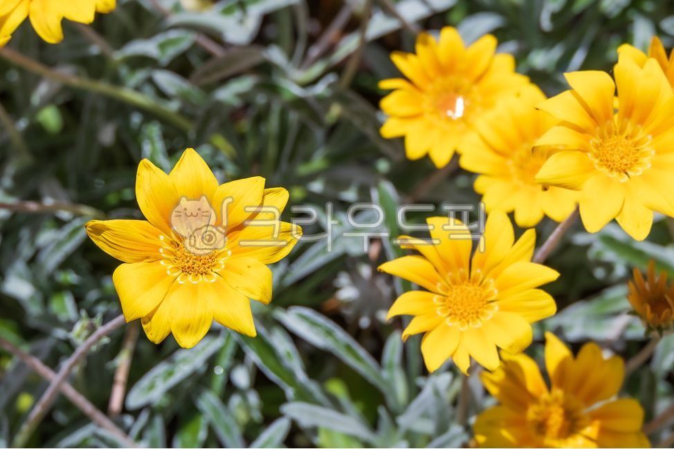 annualplant,flower bed,flowergarden,yellow,flower garden,petal,gazanialongiscapa,Silver Leaf Gazania,nature,lanceolate,flowerbed,leaf,flower,outdoor,warm,sunlight,Fur Gazania,plant,annual plant