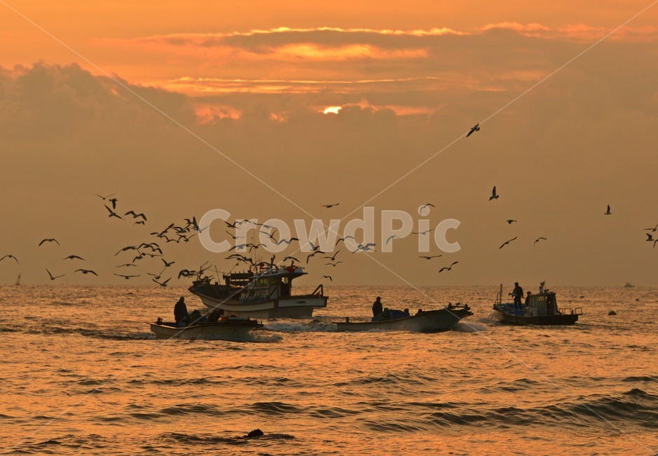 울산,강양항,배,멸치잡이배,갈매기,강양항아침,강양항일출,boat,보트,human,인간,person,사람,선박,bird,새,nature,자연,outdoors,옥외,자연,풍경,nature,landscape,어업,fishery,fishing industry