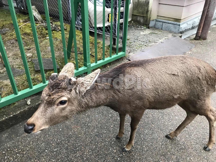 사슴,사슴한마리,동물,일본나라,일본나라공원
