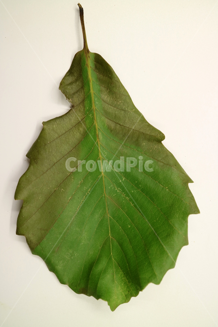 낙엽,가을,나뭇잎,잎,잎사귀,계절,식물,자연,가을낙엽,fallenleaves,deadleaves,오브젝트,누끼,가을,계절,fall,autumn,season,leaf,plant,veins,정맥