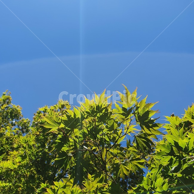 plant,tree,leaf,나무,식물,잎,나뭇잎,초록,green,여름,summer