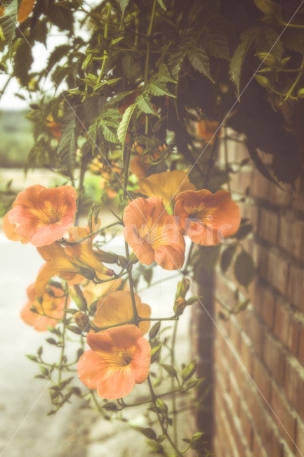 능소화,꽃,아름다움,사랑,애원,감성,느낌,플라워,식물,자연,plants,nature,꽃,flower,감성,sensible,feeling