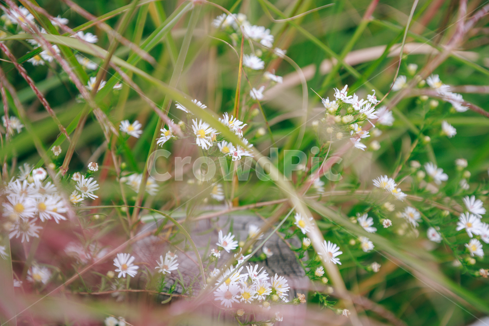 가을,식물,자연,초록,흰꽃,쑥부쟁이,식물,자연,plants,nature,꽃,flower