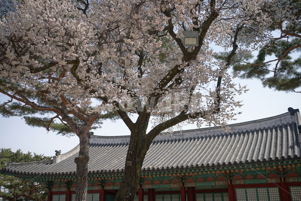 창경궁,서울,한국,벚꽃,매실나무,korea,대한민국,seoul,혜화,헤화역,혜화동,4월,april,봄,spring,봄꽃,풍경,landscape,조선,조선시대,조선왕조,궁전,궁궐,왕궁,나무,자연,nature,한옥,tree,palace,한국문화,한국전통,전통문화,전통,문화,한국적인,한국풍경,역사,히스토리,history,한국전통,한국문화,korean traditional,korean culture,식물,자연,plants,nature,꽃,flower,건축물,건물외관,exterior,building,structure,architecture,construction
