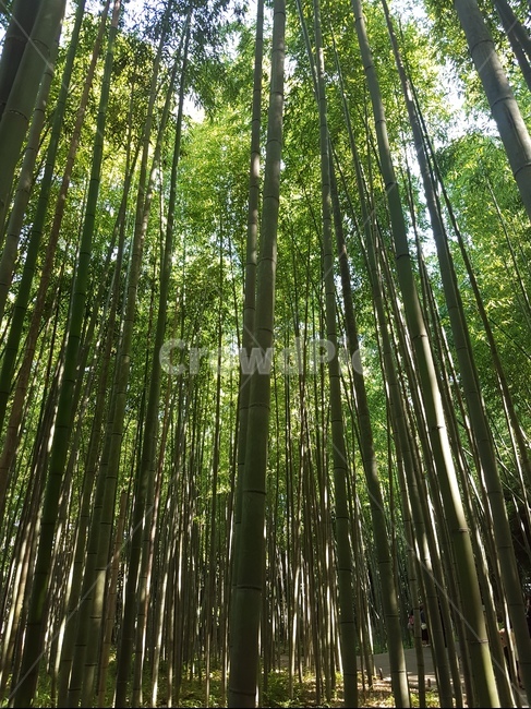대나무,대나무숲,시원한숲,여름숲,시원한