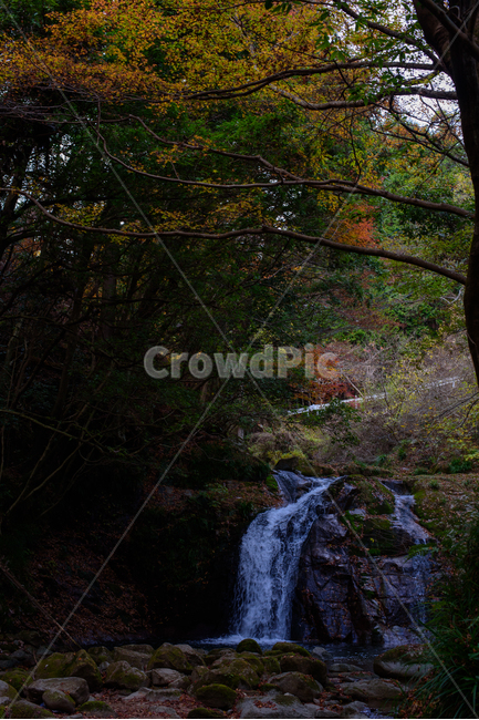 단풍,가을,식물,붉은,자연,풍경,산,일본,이바라키,계절,fall,낙엽,season,폭포,가을,계절,fall,autumn,season,자연,풍경,nature,landscape,water,물,river,강,outdoors,옥외,waterfall