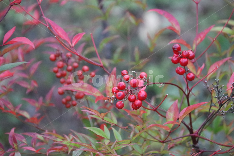 열매,자연,풍경,가을,결실,식물,자연,plants,nature,과일,열매,fruit