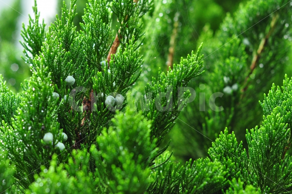 일상,비,비오는날,비온뒤,솔잎,푸른,초록색,뾰족한,daily,rain,rainy,rainyday,afterrainning,raindrop,pineneedles,green,color,nature,식물,자연,plants,nature
