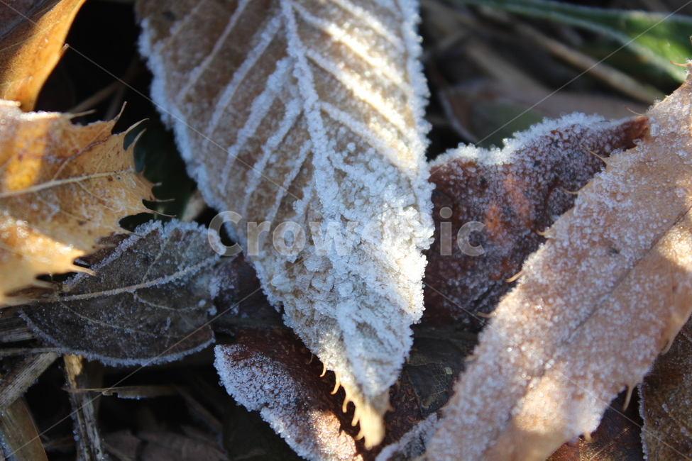 얼음,서리,frost,ice,자연