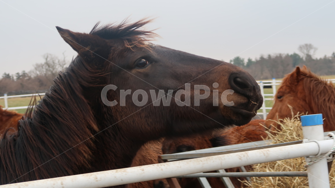 jeju,jejuisland,제주도,horse,말,blackhorse,검은말,흑마,animal,동물,동물,animal,포유류,mammal