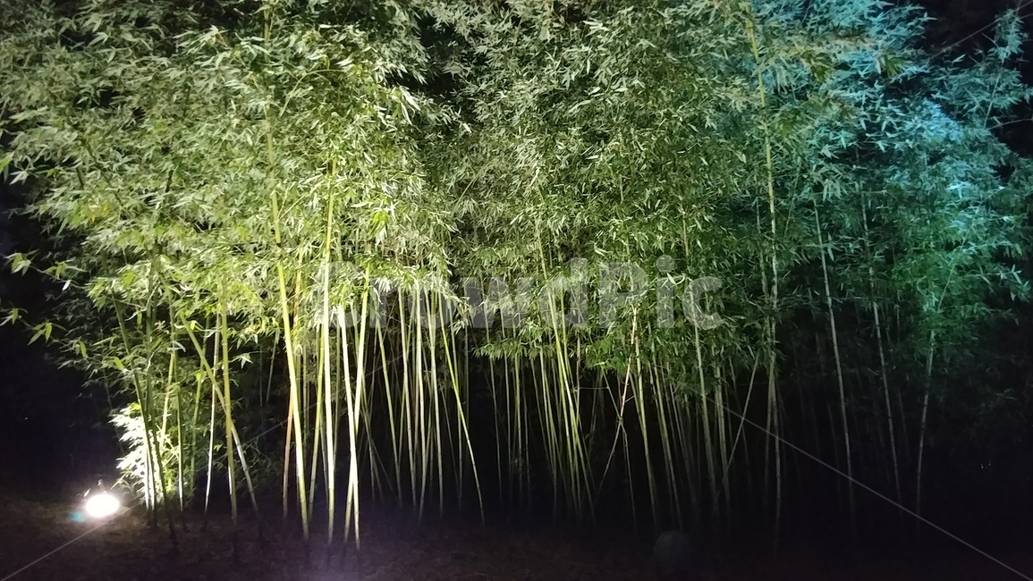 대나무,경주,식물,plant,밤,나무,trees,wood