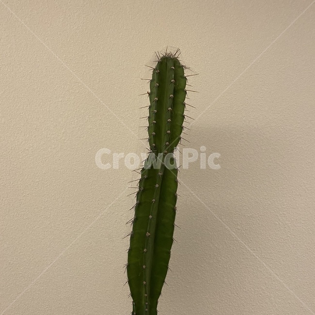 plant,식물,cactus,선인장,초록,green,감성