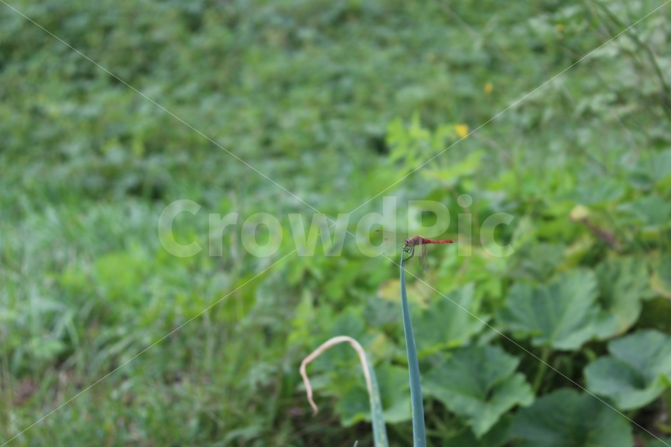잠자리,고추잠자리,가을,자연,곤충,동물,animal,곤충,벌레,insect,bug