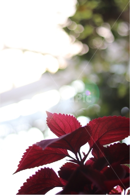 식물,plant,나뭇잎,leaf,식물원,botanichouse,햇살,sunshine