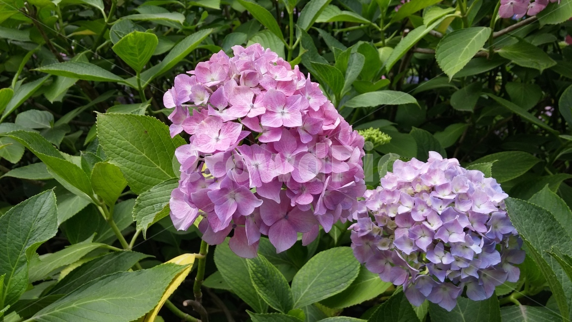 꽃,blossom,flower,식물,수국,식물,자연,plants,nature,꽃,flower