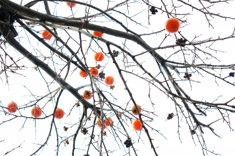가을,열매,과일,감,홍시,가을,계절,fall,autumn,season,음식,식재료,요리,food,cook,meal,dishes,food reserves,과일,열매,fruit,plant,식물,persimmon