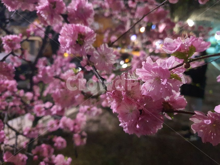 blossom,꽃,봄,plant,식물,야화,야경,나무,tree,봄꽃