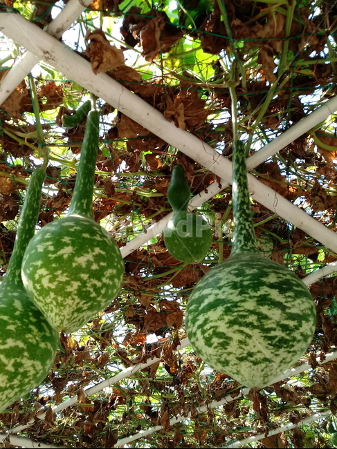 열매,박,식물,넝쿨식물,일년생초본식물,표주박,과일,열매,fruit