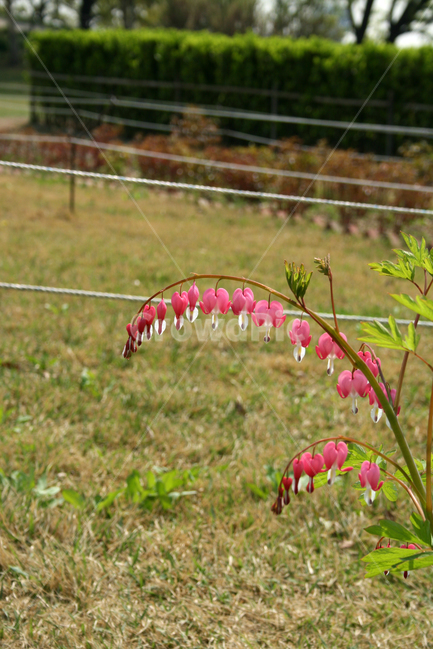 금낭화,봄,봄날,봄풍경,감성,spring,flower,공원,풍경,식물,새싹,잎,초록,꽃,분홍색,봄,계절,spring,season,식물,자연,plants,nature,꽃,flower,plant,grass,잔디