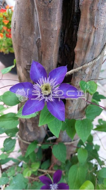 Ranunculaceae,patens,leaf,Big flower,flower,clematis,petal,Ugh,purple,vine