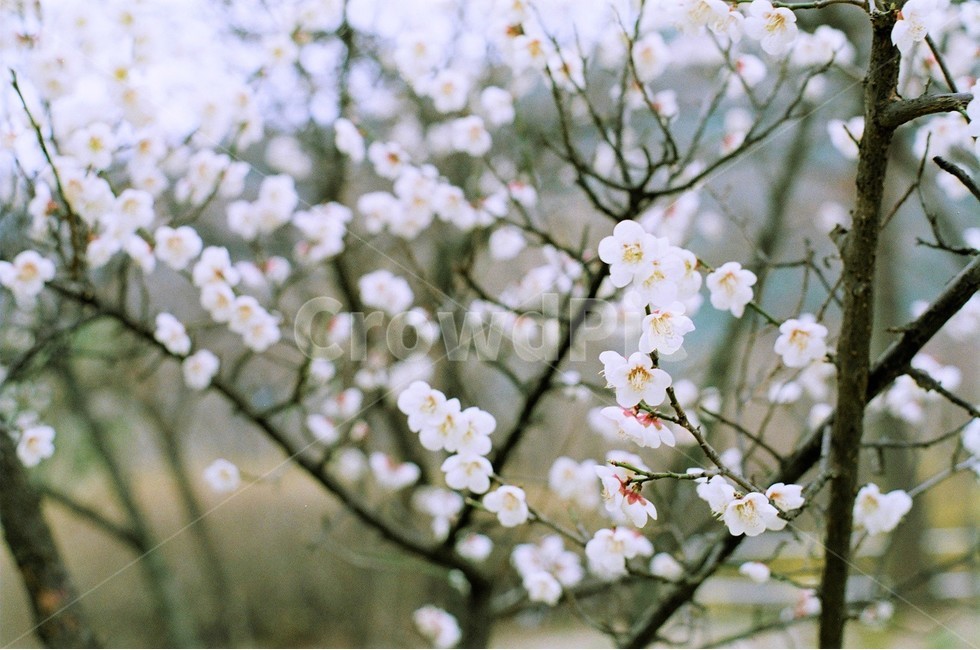 봄,봄날,봄꽃,매화,필름,식물,꽃,분홍색,감성,3월,꽃가지,꽃나무,하얀꽃,봄,계절,spring,season,식물,자연,plants,nature,꽃,flower,감성,sensible,feeling,plant,blossom