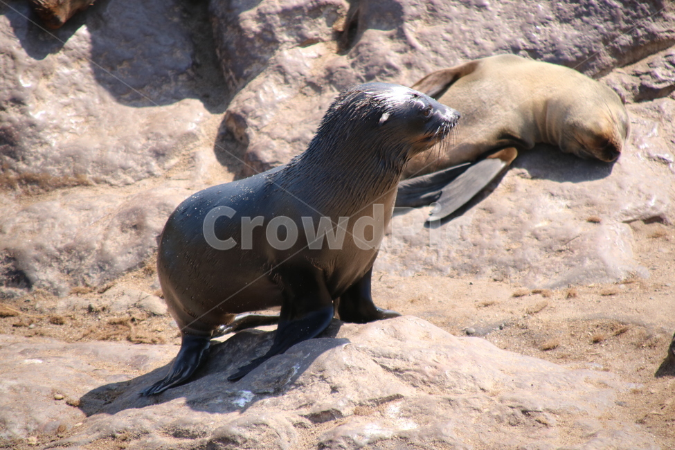 landscape photography,wait,marine animals,postcard photo,seal,background image,mammal,sight,computer background photo,background photo,Emotion,nap,baby seal,rest,curiosity,nature,Africa,weeping,vertebrates,background,peace,baby,landscape image