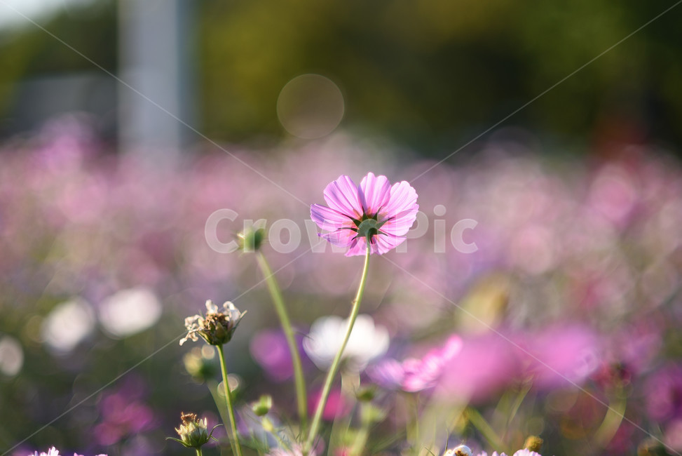 코스모스,식물,풍경,꽃,야생화,가을꽃,flower,가을,가을,계절,fall,autumn,season,식물,자연,plants,nature,꽃,flower,plant