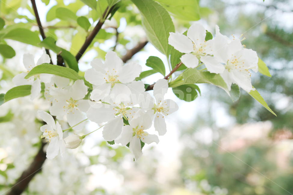 꽃,봄,식물,흰꽃,하얀꽃,꽃송이,클로즈업,자연,식물,자연,plants,nature,꽃,flower