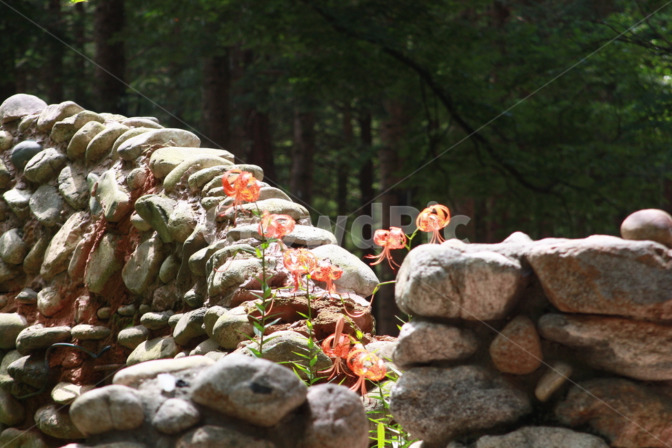 돌담,꽃,햇살,주황,돌,나무,자연,한적함,식물,자연,plants,nature,꽃,flower