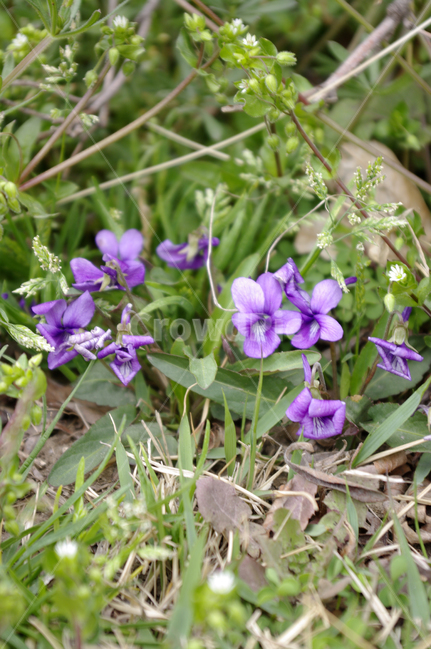 봄,spring,들꽃,꽃,flower,식물,plant,자연,nature,제비꽃,식물,자연,plants,nature,꽃,flower