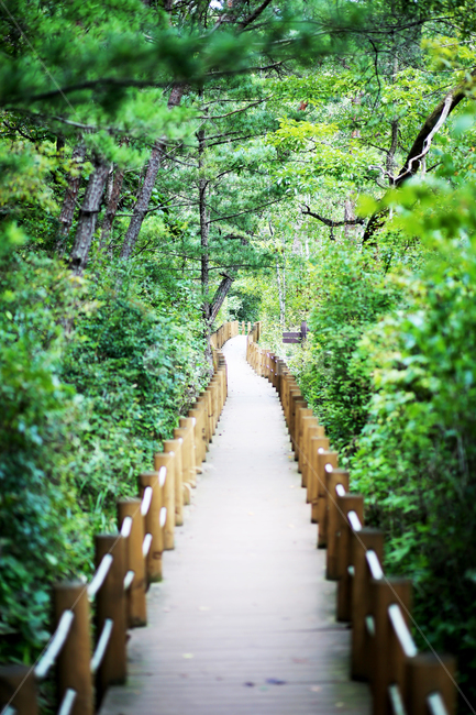 자연,풍경,숲길,길,외길,감성
